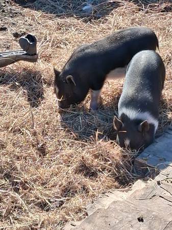 Mini pigs 1