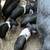 Piglets 4 thumbnail