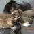 kitties 1 thumbnail