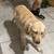 AKC Labradors 2 thumbnail