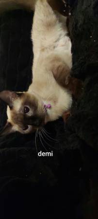 Kitties 1