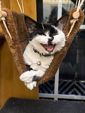 Sweet 3yr old Devon Rex cat (Albany)529848208353536009