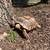 Sulcata Tortoise 1 thumbnail