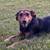 abandoned young dog. 2 thumbnail