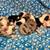 Mini Australian Sheepherds 1 thumbnail