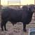 Registered brahman bull 2 thumbnail