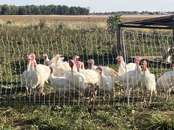 Pastured Turkeys 1