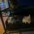 3female and 1 male chinchilla 9 thumbnail
