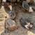 Coturnix/ Celadon Quail Chicks/ Eggs 7 thumbnail