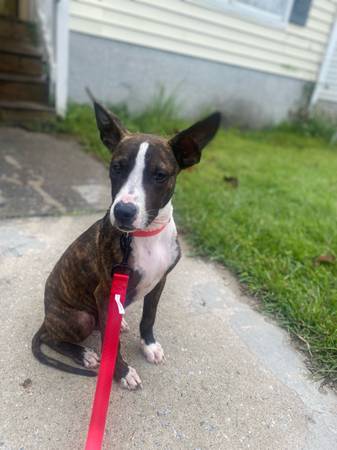? Sweet Small Mixed Breed Puppy – Needs Loving Active Home (Savannah) (Savannah)64146955743747121