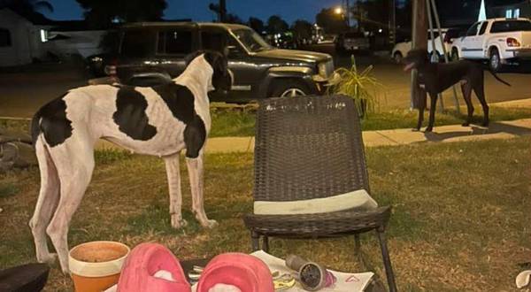 Great Dane F needs solo home (Escondido)63914315085443121