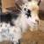 Rufus - Nigerian Dwarf Goat for rehoming 8 thumbnail