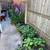 Huge Plant Sale On-going TODAY and everday 9 thumbnail