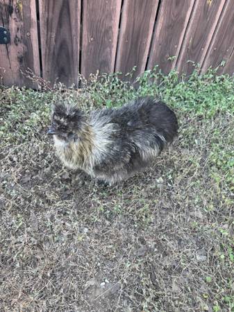 Silkie Rooster available ( free to good home) (Spicewood)63975349447938122