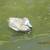 Bluebill Duck Decoys 8 thumbnail