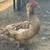 Ducks 2 thumbnail