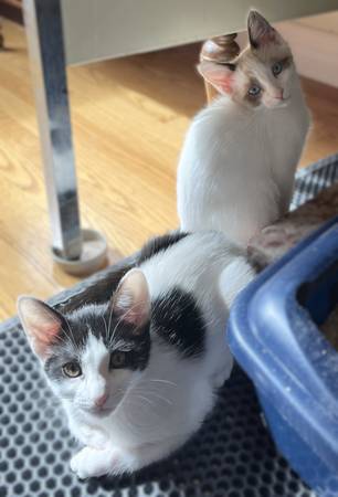 Gatitos dulces disponibles para adoptar (fecha de nacimiento es 18/06/25) (san mateo)63836591396865121