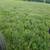 Second Cutting Small Square bales Alfalfa Grass Mix Hay 2 thumbnail