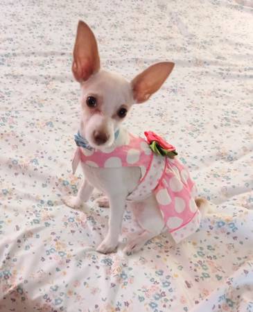 WANTED COZY APT for SPECIAL TENANTS 1