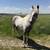 MISTY 1 YEAR OLD GREY MARE 9 thumbnail