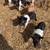 Pigs, Sows and Gilts Breeding Stock 1 thumbnail