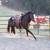 Dbl Reg. BLACK BEAUTY 2 yr old filly! 11 thumbnail