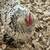 Chicks, hatching eggs 7 thumbnail