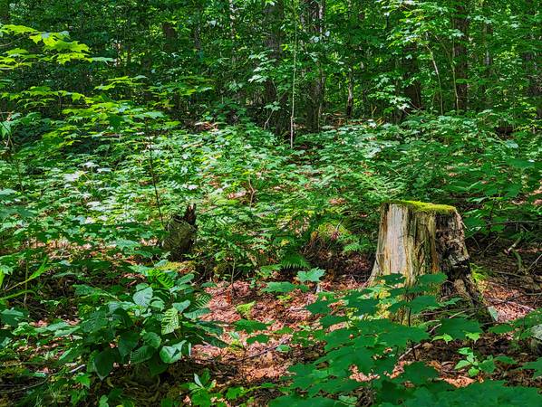 Lote elevado para construcción de $16,000 en un barrio pintoresco del sur de Vermont (Readsboro, VT)63184501934979123