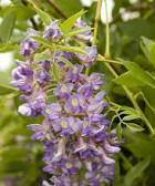 wanted - fresh blue moon wisteria cuttings for rooting 1