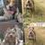 American bully xl  puppy 7 thumbnail