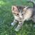 Kitties 4 thumbnail