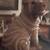 Shar-pei wax candle 1 thumbnail