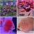 Live Freshwater Fish Discus, Guppy, Molly, Parrot, Flowerhornn, Shri 2 thumbnail