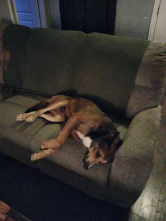 Missing my dog (Lindale tx)64037622148354121