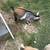Pgmy Baby Goats 3 thumbnail