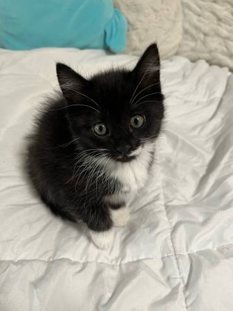 Kitty Girl (Everett)63684489443843120