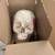 NEW in Box 3B Scientific Skeleton Model with Stand 7 thumbnail