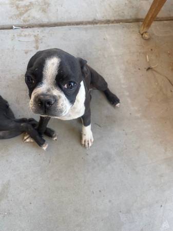 Boston cachorro macho y hembra (Pamdale)63767733189635120