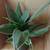 Birdnest Sansevieria House Plant #6 1 thumbnail