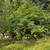 Tree service,retaining walls,patios,brush removal and so much more!!! 4 thumbnail
