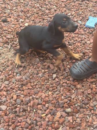Hembra Doberman (pittsburg / antioch)63890025286401120