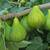 THREE SIZES OF FIG TREES FOR SALE 1 thumbnail