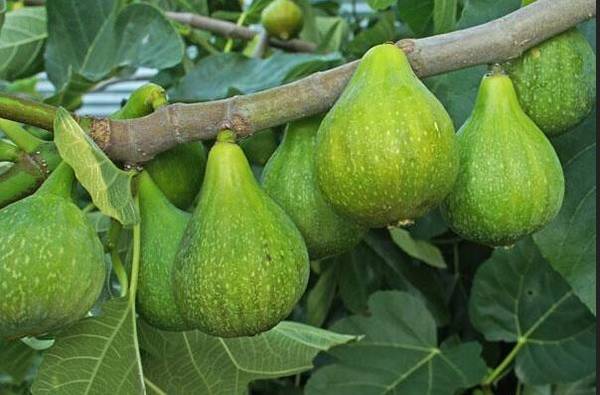 THREE SIZES OF FIG TREES FOR SALE 1