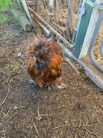Tiny rooster 1