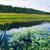Alex Nizovsky - River Bank - Contemporary Landscape Painting 24"x30" 1 thumbnail