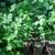Potted Silver Maple (Acer saccharinum) Trees 1 thumbnail