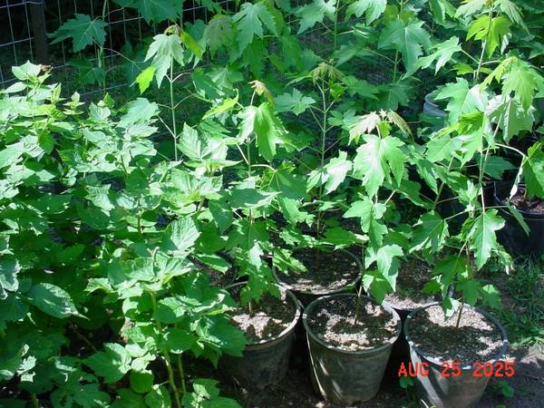 Potted Silver Maple (Acer saccharinum) Trees 1