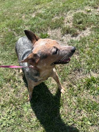 Free, need home (Lady Lake)63687883048067122