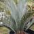 *** CYCADS *cycas Thoursaii* dioon Mejiae + spinulosum * ENCEPHALARTOS 1 thumbnail