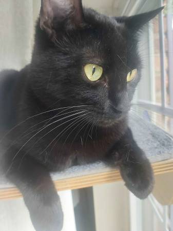 Lost cat (Whittier)63906250338050121